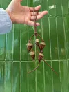 Loewe Wooden Acorn Charm In Brown