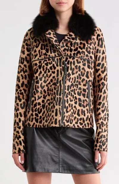Longchamp Genuine Calf Hair Jacket With Genuine Shearling Collar In Camel