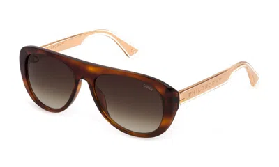 Lozza Sunglasses In Shiny Brown Havana