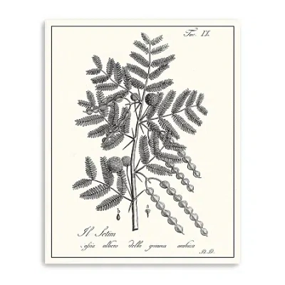 Lumaprints Antique Black & White Botanical I Giclee Canvas Art