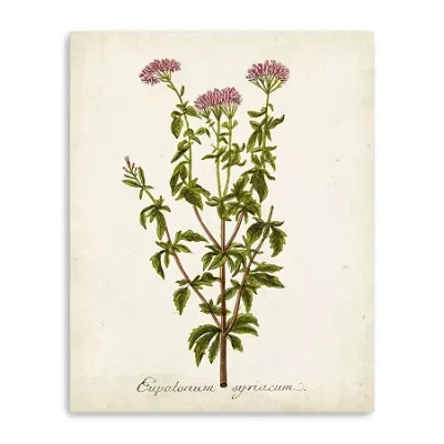 Lumaprints Antique Herb Botanical I Giclee Canvas Art In Green