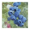 Lumaprints Blueberries Ii Traditional Canvas Art In Blue