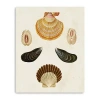 Lumaprints Knorr Shells I Giclee Canvas Art In Multi