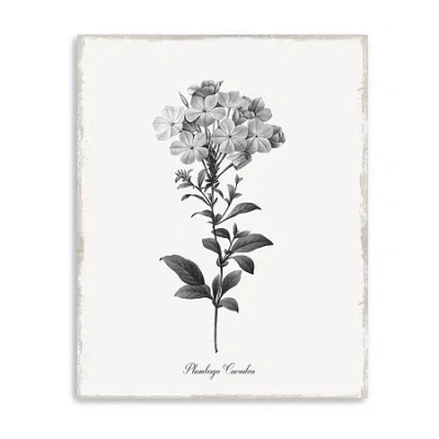 Lumaprints Simply Cape Leadwort Giclee Canvas Art In Black