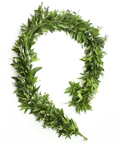 Magnolia Supply Co Fresh Bay Leaf And Olive Holiday Garland, 6' In No Color