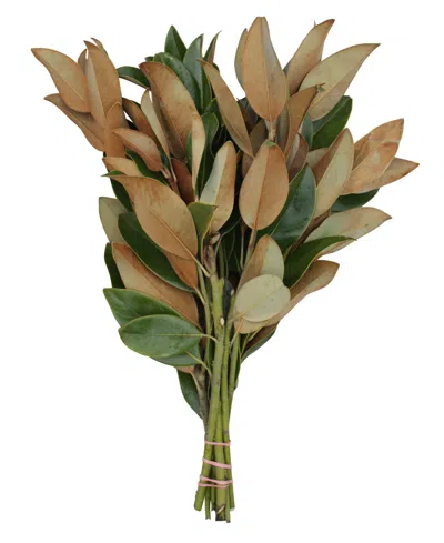 Magnolia Supply Co Fresh Magnolia Bundle In No Color