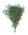 Magnolia Supply Co Fresh Willow Eucalyptus Bundle In No Color