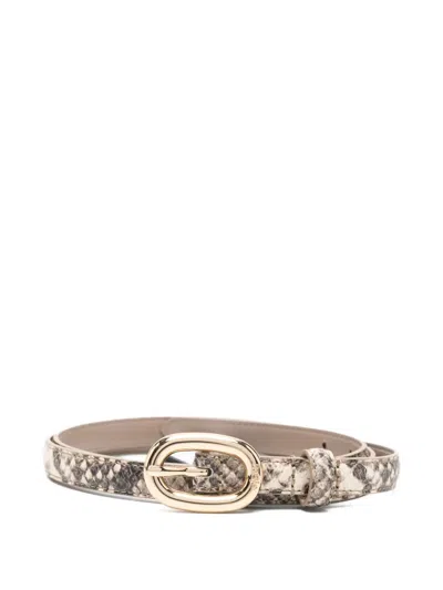 Maje Snake-print Oval-buckle Belt In Neutral