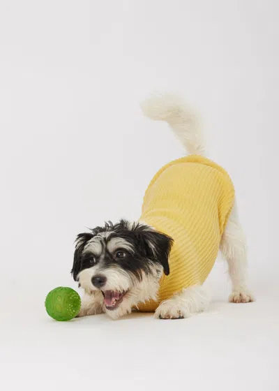Malo Maglioncino In Cashmere -ve, Mog In Yellow