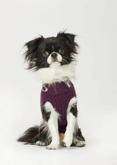 Malo Cashmere Sweater "-ve," Mog In Purple