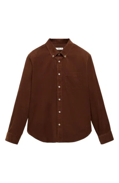 Mango Classic Fit Corduroy Button-down Shirt In Brown