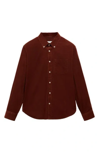 Mango Classic Fit Corduroy Button-down Shirt In Russet