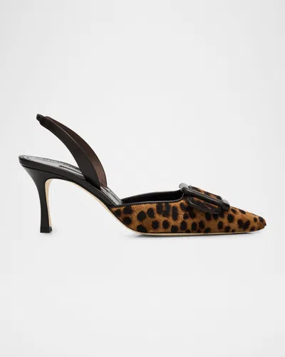 Manolo Blahnik 70mm Mayslibi Leopard Calf Hair Slingback Buckle Pumps In Animal Print