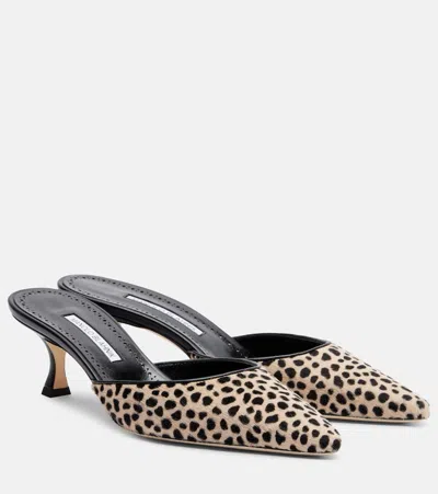Manolo Blahnik Carolyne 50 Leopard-print Calf Hair Mules In Black