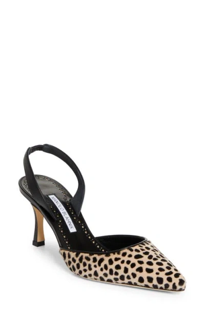 Manolo Blahnik Carolyne Genuine Calf Hair Slingback Pump In Multi