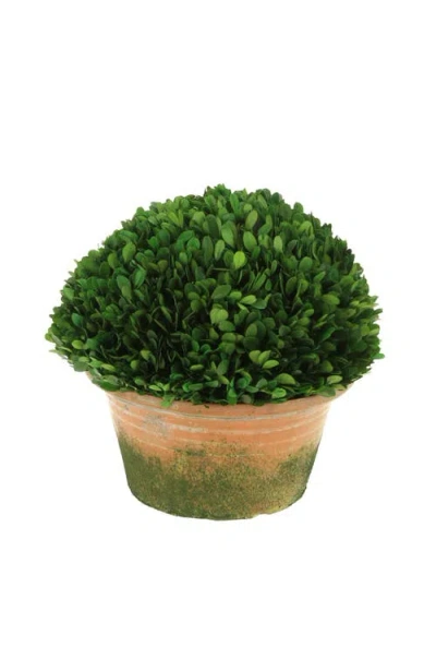 Mark Roberts Boxwood Topiary In Multi