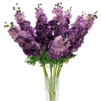 Mark Roberts Delphinium Stem, Set Of 12 In Purple