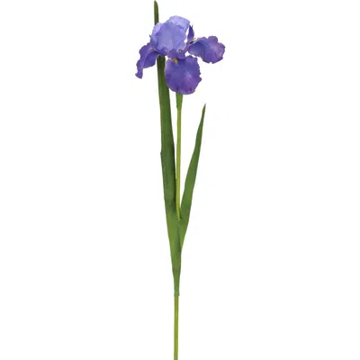 Mark Roberts Iris, Box Of 12 In Multi