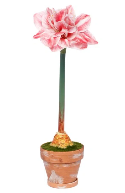 Mark Roberts Potted Amaryllis Flower, Set Of 2 In Multi