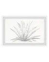 Marmont Hill Agave Desmettiana Ii Framed Painting Print