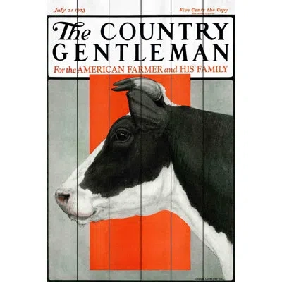 Marmont Hill 'cg Cow Bw' Graphic Art Print On Wood In Black;orange