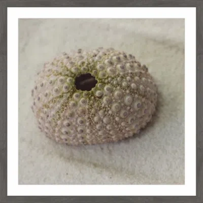 Marmont Hill "chiffon Urchin Shell" Framed Print In Brown;beige