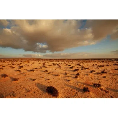 Marmont Hill Clouds Forever - Painting Print On Canvas In Brown