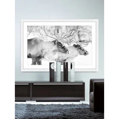 Marmont Hill 'elk Pair' Framed Photographic Print On Paper In Black;white