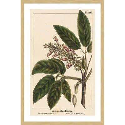 Marmont Hill "horse Chestnut" Framed Print In Brown;green;red;beige
