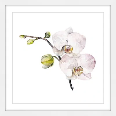 Marmont Hill 'orchid' By Rachel Byler Framed Painting Print On Paper In Green;pink