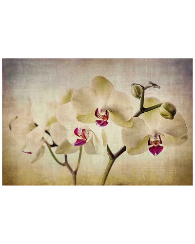 Marmont Hill Pale Orchids Wide