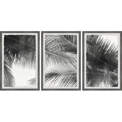 Marmont Hill Palm Leaf Canopy By  - 3 Piece Single Picture Frame Print Set In Black;white