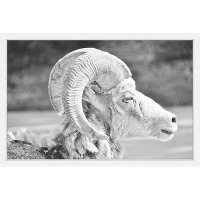 Marmont Hill 'ram Profile 2' Framed Photographic Print On Paper In Black;white
