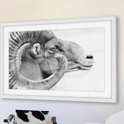 Marmont Hill 'ram Profile 3' Framed Photographic Print On Paper In Black;white
