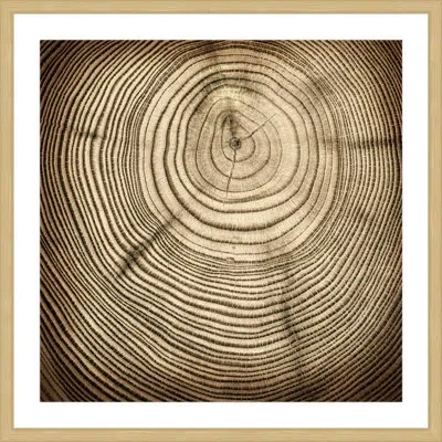 Marmont Hill 'rings Of Age' Framed Painting Print In Brown