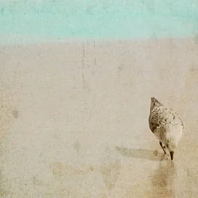 Marmont Hill "sandpiper" Print On Wrapped Canvas In Blue;gray
