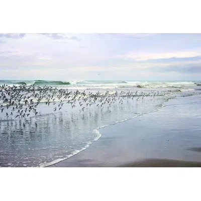 Marmont Hill 'sea Birds' By Sylvia Cook Painting Print On Wrapped Canvas In Blue;white