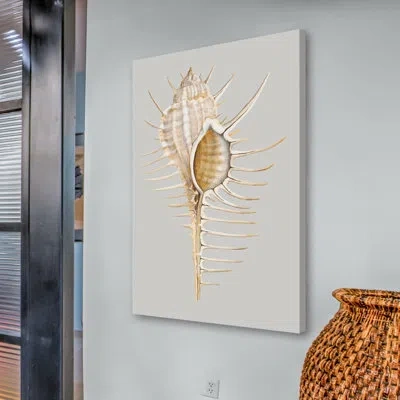 Marmont Hill "spiny Murex" Print On Wrapped Canvas In Beige