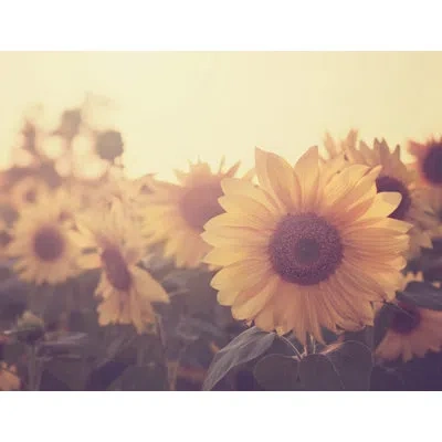 Marmont Hill 'sunflower September' Photographic Print On Wrapped Canvas In Green;yellow