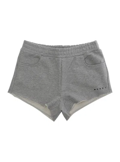 Marni Cotton Shorts In Gray