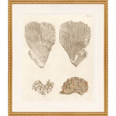 Martha Stewart Lily Pond Paper Wall Art, Shell Study: Pair Coastal Plate, 24" X 28", Living Room And Bedroom Decor, In Brown