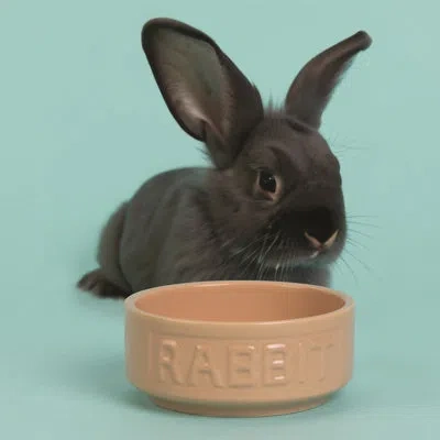 Mason Cash : Cane Rabbit Bowl - 5.2", 13.5oz - Tan Food-water Feeding Dish, Durable Ceramic Stoneware, Microwav