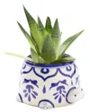 Matr Boomie Lalita Mama Turtle Succulent Planter