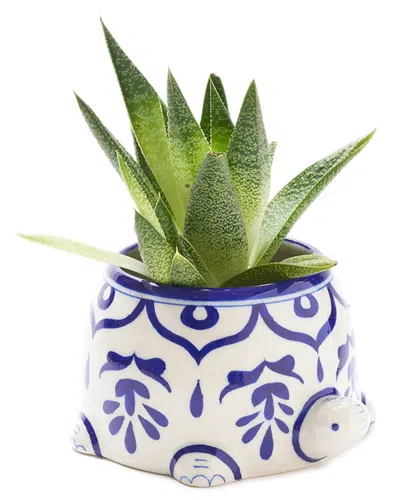 Matr Boomie Lalita Mama Turtle Succulent Planter
