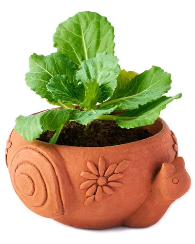 Matr Boomie Rakshana Snail Plant Pot In Brown