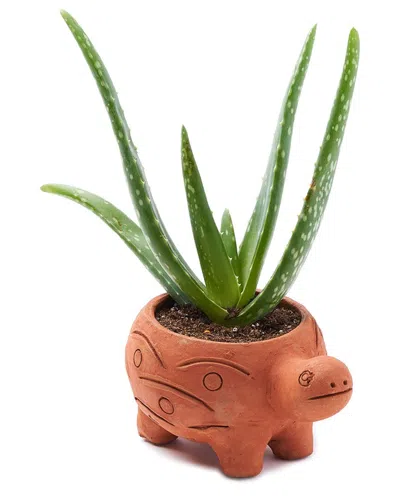 Matr Boomie Rakshana Turtle Plant Pot In Brown