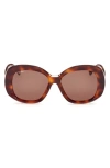 Max Mara Women's Edna Oversized Round-frame Dark Havana Acetate Sunglasses In Dark Havana / Brown