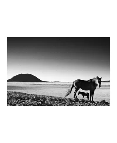 Mbare Foal Fine Art Canvas Print By David Ballam In Multi