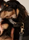 Me+em Puppy Tooth Dog Lead In Cream/black/brown