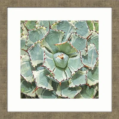 Melissa Van Hise Desert Bloom I Framed Photographic Print In Green